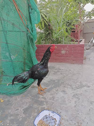 aseel murga