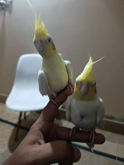 Tamed Cocktail