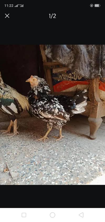 Kurruk Aseel Hen Broody Hen