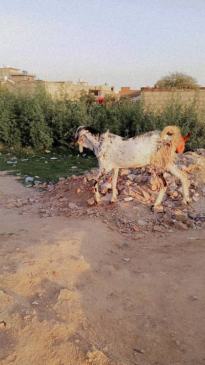 Quarbani 2026 ka Lia BAKRA