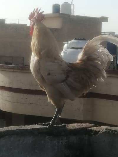 Desi Murgah