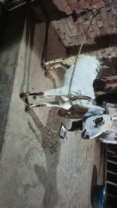 Desi Bakri for qurbani