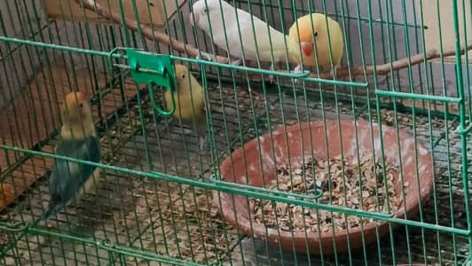love birds pair