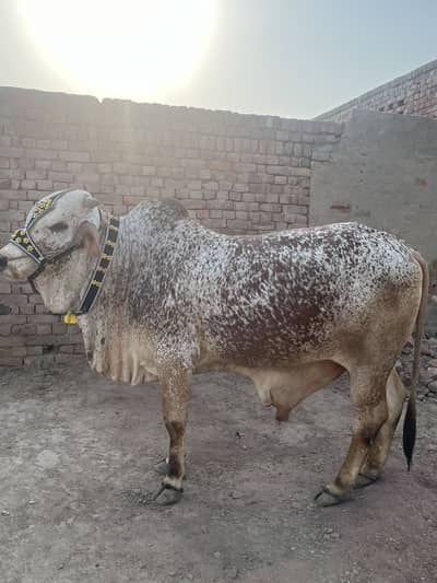 Livestock Animal for Eid ul Azha 2026