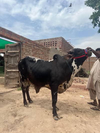 Livestock Animal for Eid ul Azha 2026