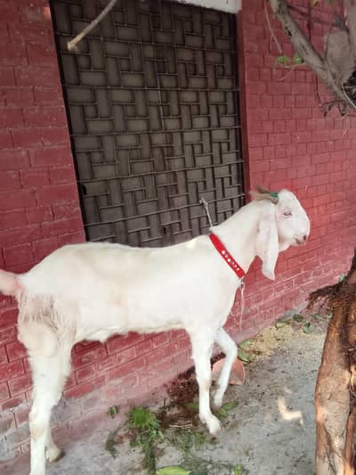 Qubarni k Liye behtreen bakray