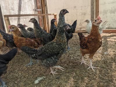 Golden Misri Chicks