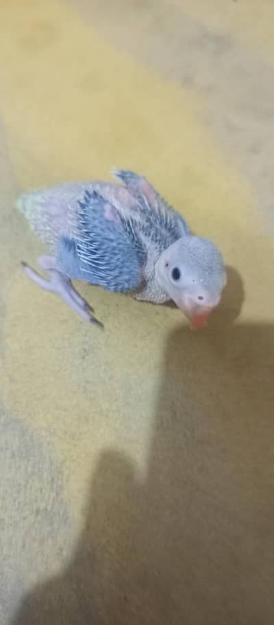 Green ringneck chick