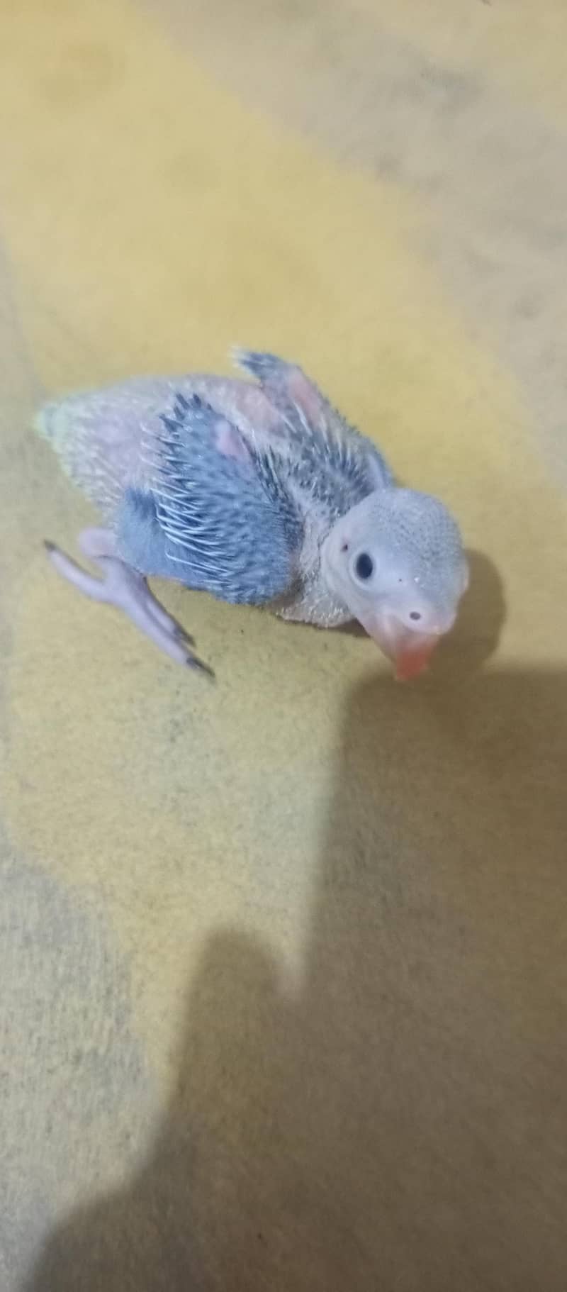 Green ringneck chick 0