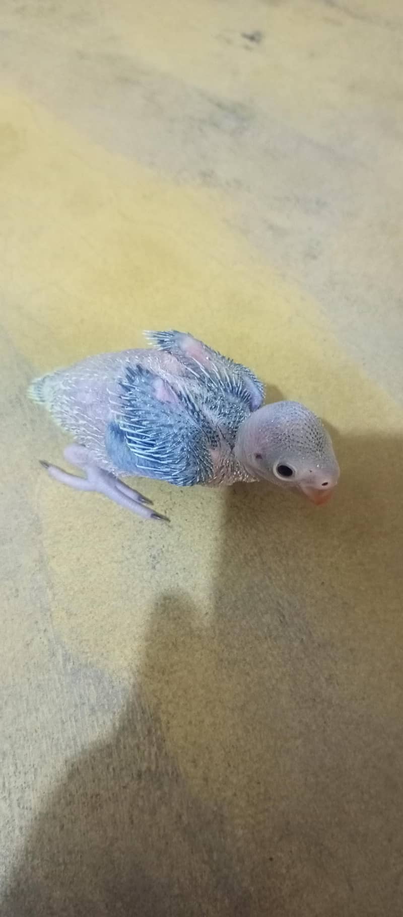 Green ringneck chick 1