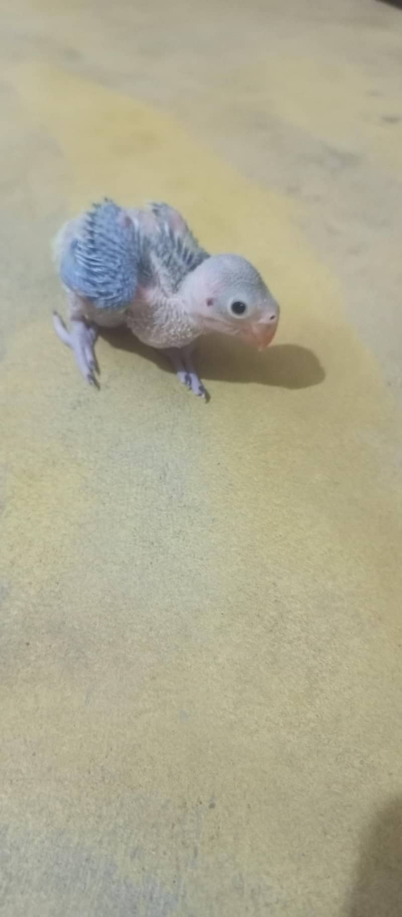 Green ringneck chick 2