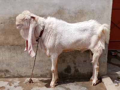 Bakra bakri sell pure gulabi breedar Vip nasal