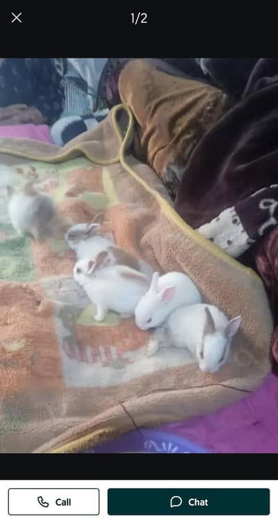 breaders couple and babies of 2 months
