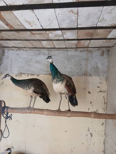 Blue Shoulder Peacock pair for sale age 1 year