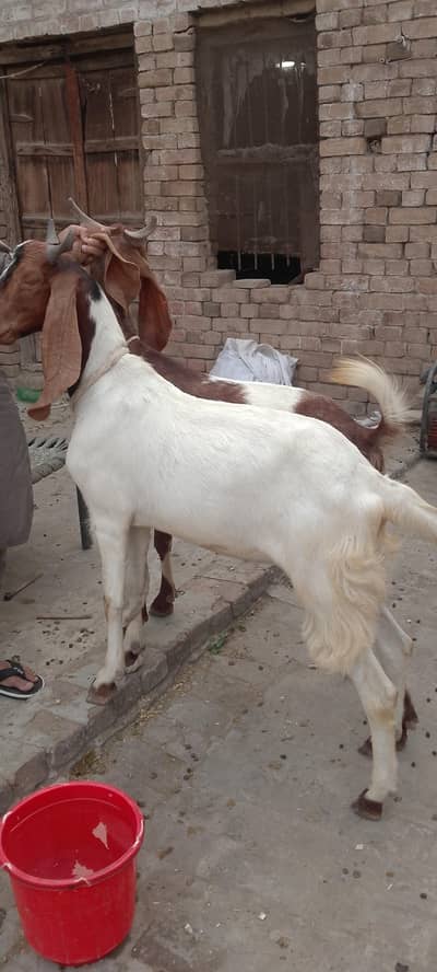 goats male