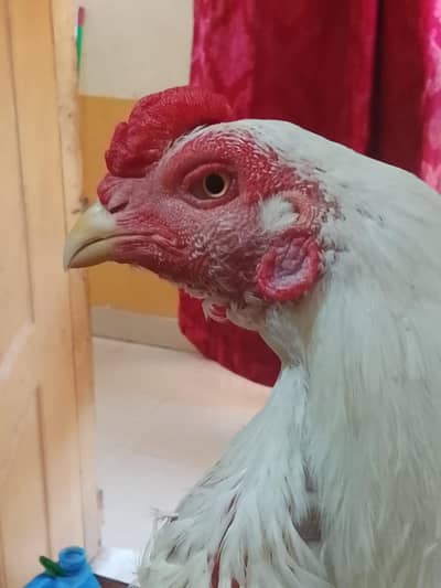 aseel Thai (Heera)