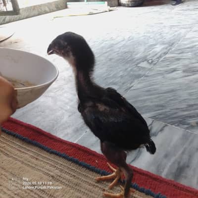 aseel shamo chick urgent sell full active