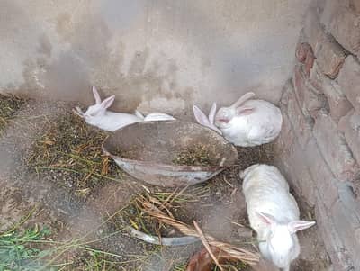 9 Rabbits for sale