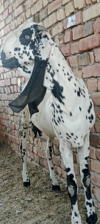 بکرا بہت خوبصورت ہے جس بھائی نے لینا ہو وہ رابطہ کرے بکرا bakra