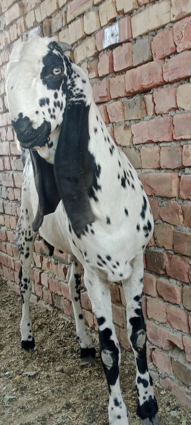 بکرا بہت خوبصورت ہے جس بھائی نے لینا ہو وہ رابطہ کرے بکرا bakra 1