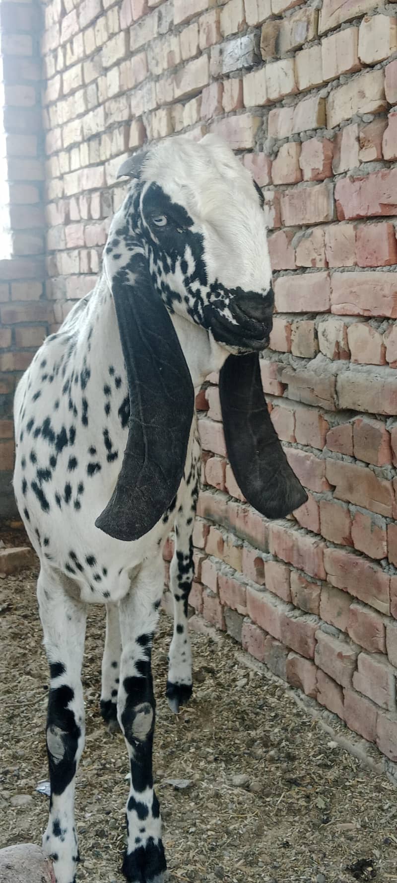 بکرا بہت خوبصورت ہے جس بھائی نے لینا ہو وہ رابطہ کرے بکرا bakra 2
