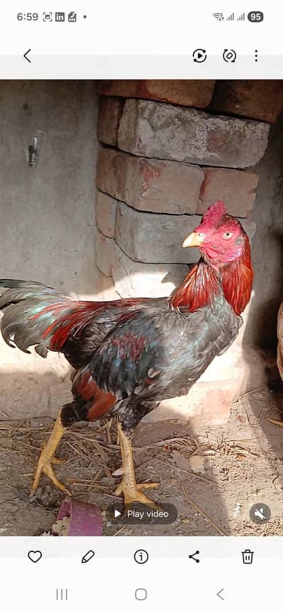 Mianwali Aseel Rooster & Chicks