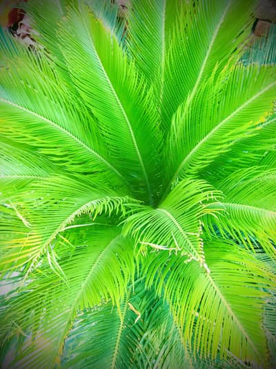 Kangi palm with others