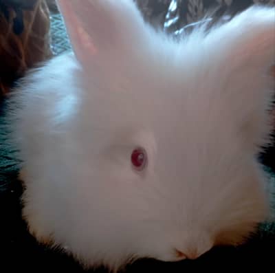 rabit