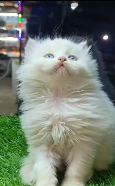 Persian cat triple cod for sale,my WhatsApp 03464644037