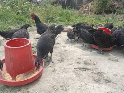 Australorp chicks 2+1 pair 2.5 months