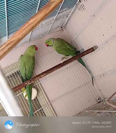 green rignach pair for sale