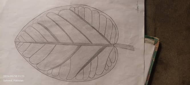 pencil drawing