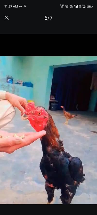 03293579523 hot achi murgi h pasio ki zarort h is Leia sale kar rha ho