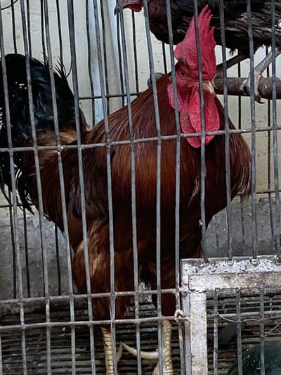 RIR Murgha For sale King size