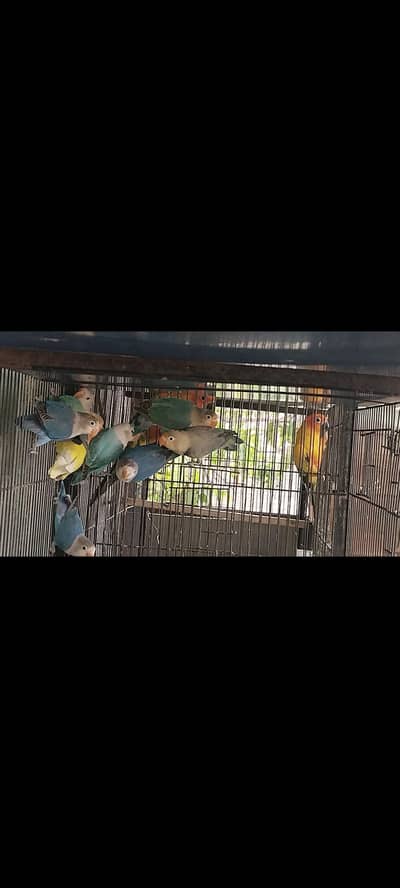 Love bird 8 PCs