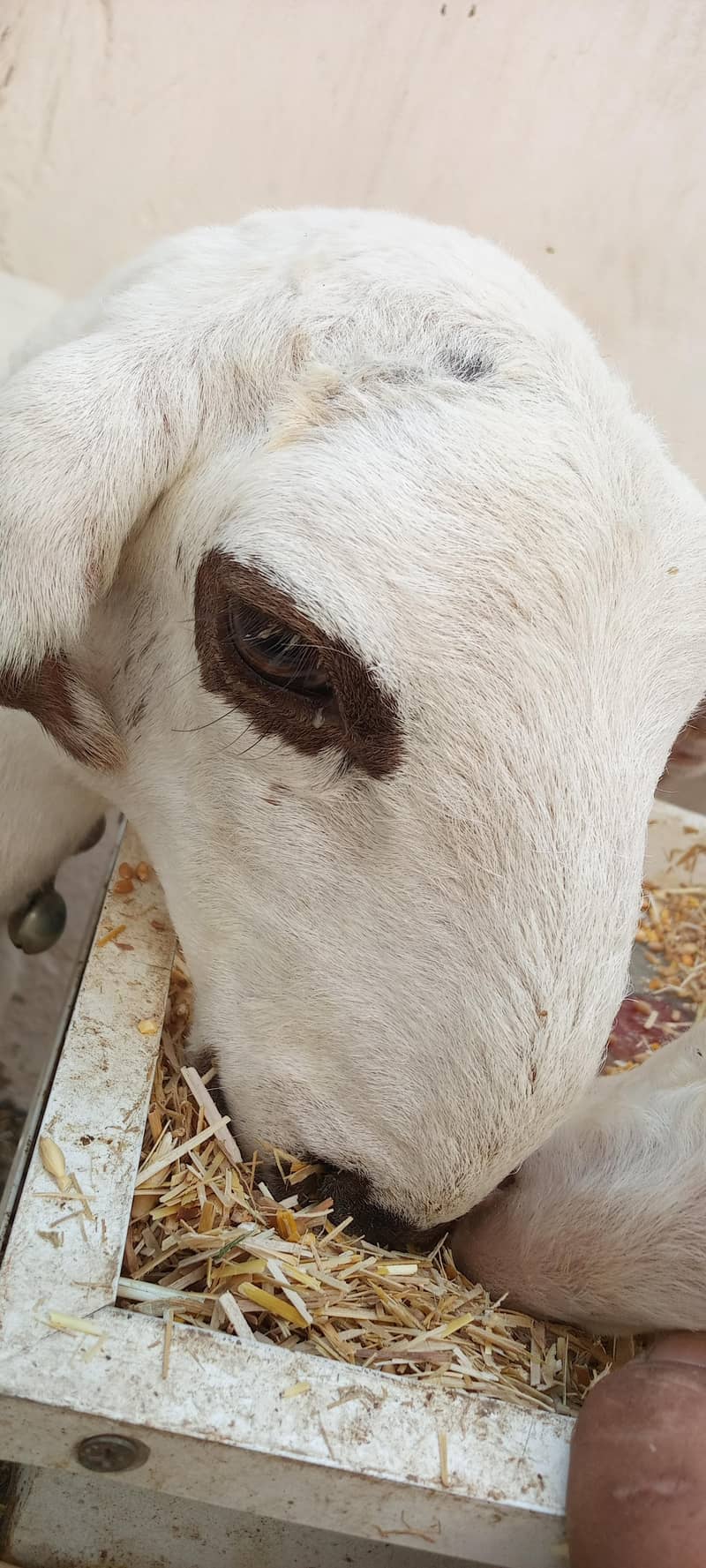 03006339092 دو خوبصورت چھترے ایک کی عمر چار ماہ ایک کی عمر پانچ ماہ 1
