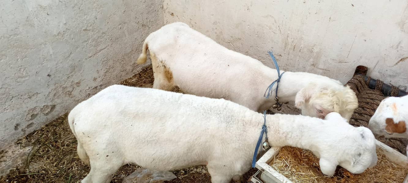 03006339092 دو خوبصورت چھترے ایک کی عمر چار ماہ ایک کی عمر پانچ ماہ 2