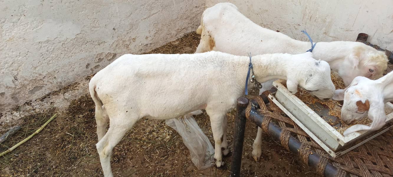 03006339092 دو خوبصورت چھترے ایک کی عمر چار ماہ ایک کی عمر پانچ ماہ 3