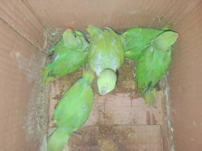 Green Parrot