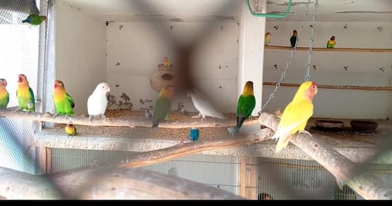 RAW PARROT. /. PINEAPPLE CONURE. /. IRAN MIGRATED BIRD. /. BLUE RING NECK.