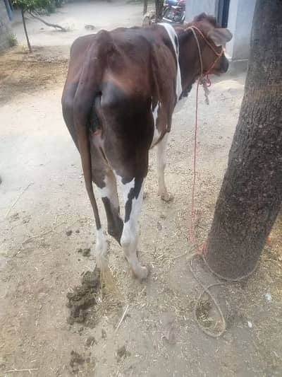 wacha wachi cow dondha urgen sale 0346 5594932