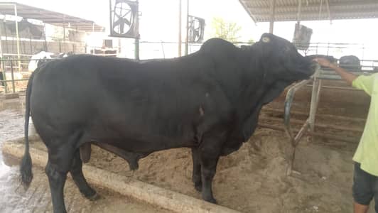 Brazilian bull
