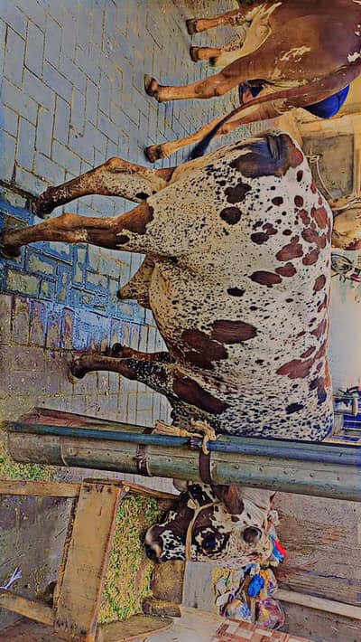 Bull for seal Qurbani