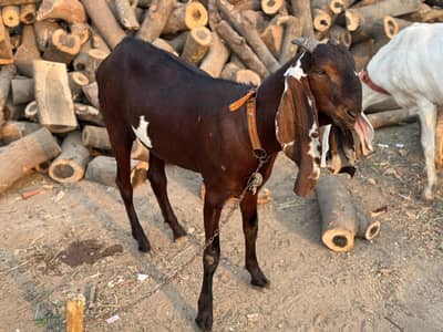 Qurbani