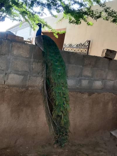 pecock chiks