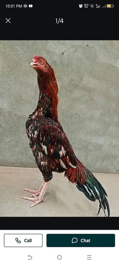 AMROHA MURGA PARROT BEAK