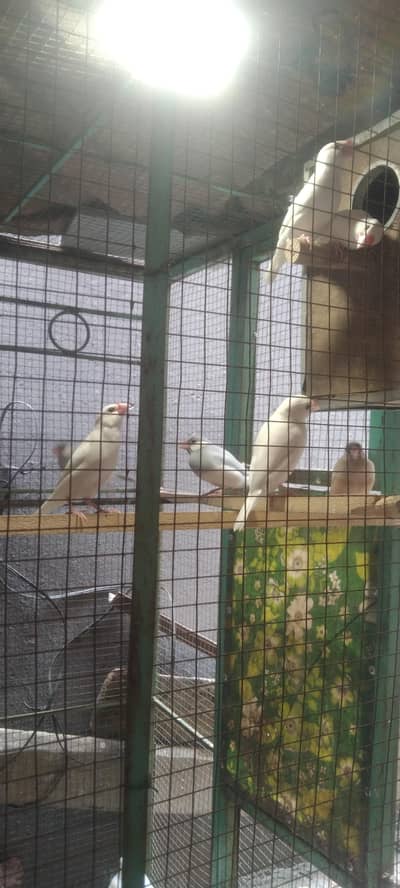 03065161621 fawn split , white jawa , silver jawa breeder Pair's