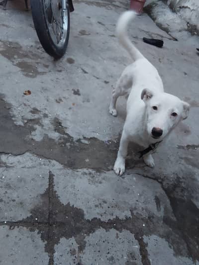 Russian dog