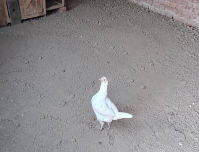 Paper white aseel hen egg laying first time egg dy rhi ha