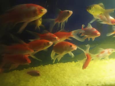 oranda gold fish